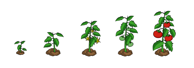 different stages of tomato growth
